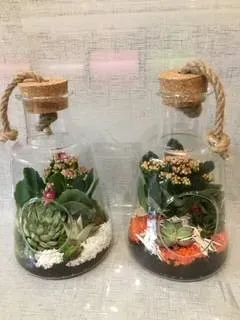 nos plantes (2)