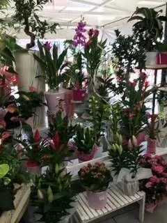 nos plantes (27)
