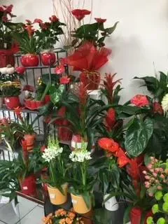 nos plantes (26)