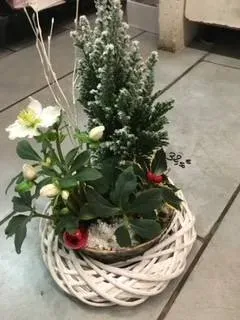 nos plantes (22)