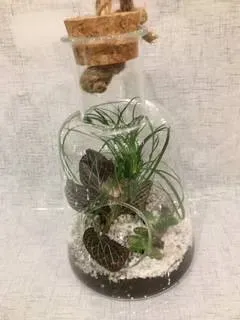 nos plantes (20)