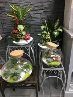 nos plantes (17)