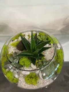 nos plantes (16)