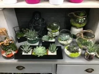 nos plantes (15)